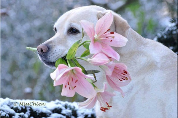 Τα ζωάκια συντροφιάς κατά της κατάθλιψης
