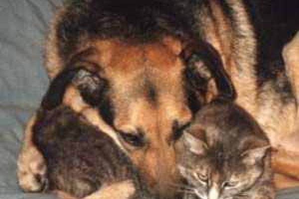 Ζώα στον κήπο μας