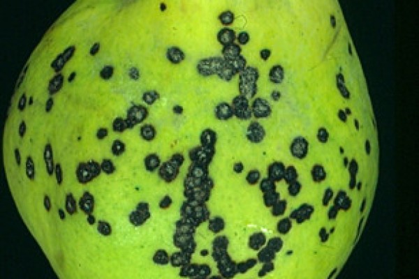 Η Εντομοσπορίωση της κυδωνιάς