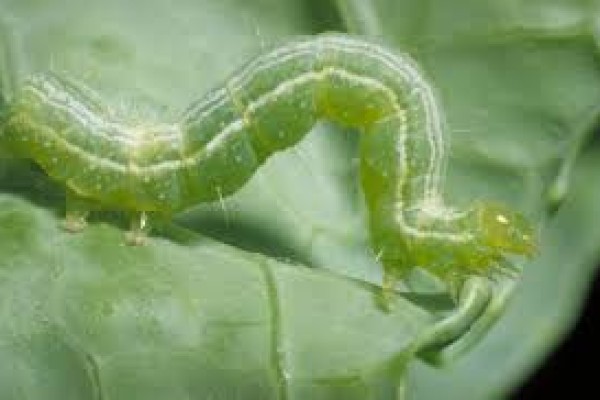 Η Κάμπια των λαχανικών