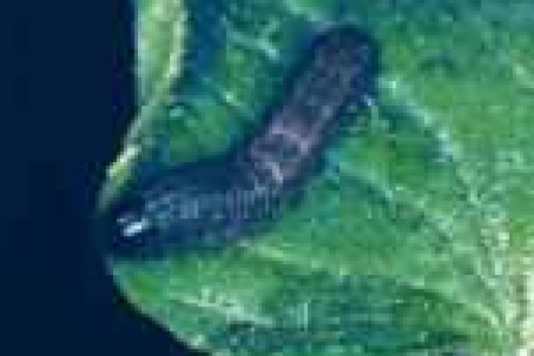 Κάμπιες Λεπιδοπτέρων Spodoptera littoralis