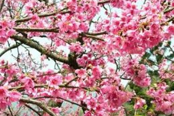 Οι ψεκασµοί στην κερασιά