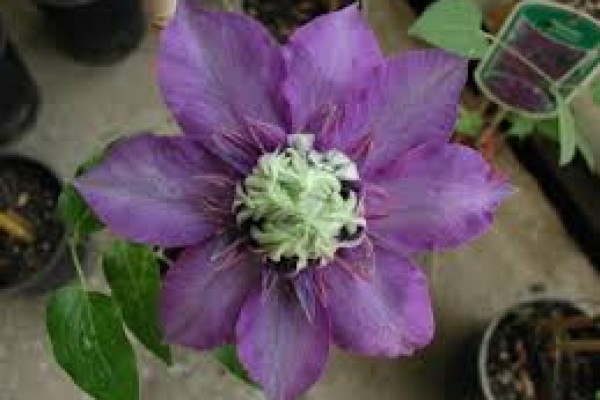 Κληματίδα η όμορφη