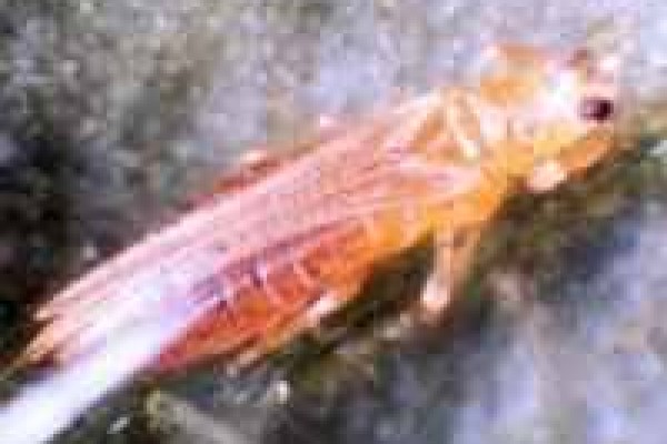 Κοινός θρίπας (καπνού)