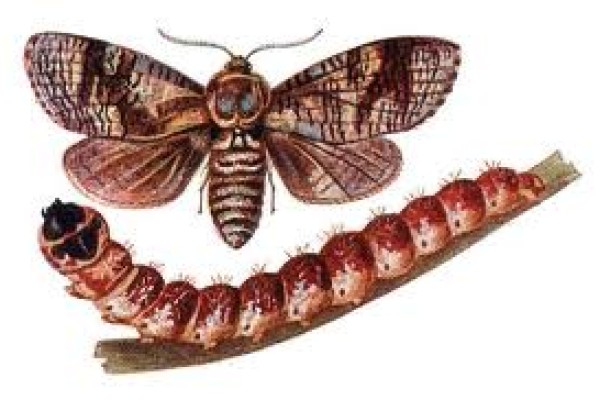 Ασθένειες της βερυκοκιάς