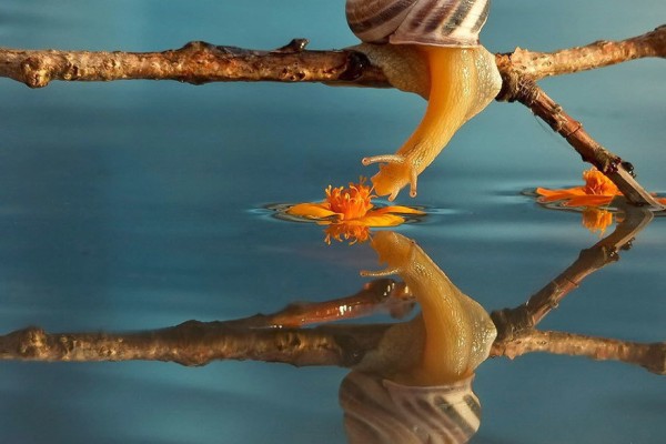 Τα σαλιγκάρια ζουν σε ένα μαγικό κόσμο