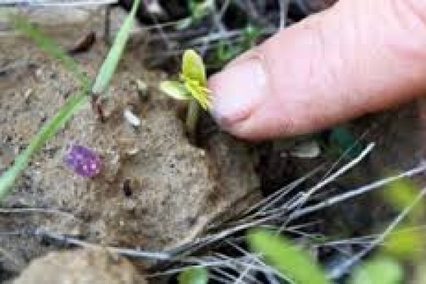 Τί είναι η μέθοδος Φυσικής Καλλιέργειας