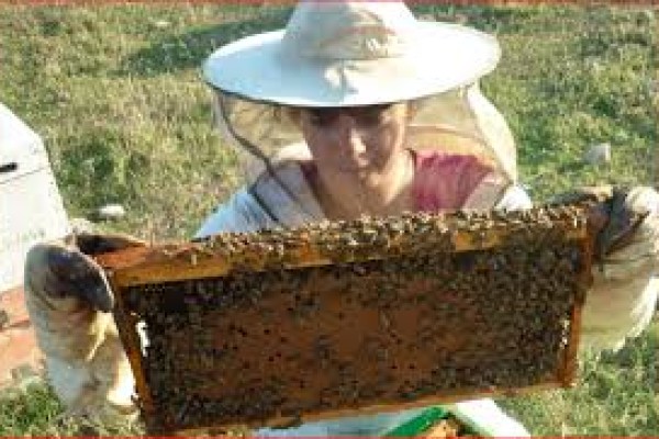 Προϊόντα του μελισσιού