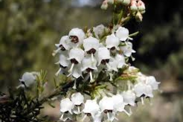 Τα θεραπευτικά είδη του ελληνικού μελιού