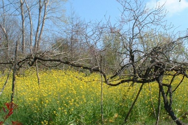 ΦΥΣΙΚΗ ΚΑΛΛΙΕΡΓΕΙΑ ΚΑΙ MASANOBU FUKUOKA