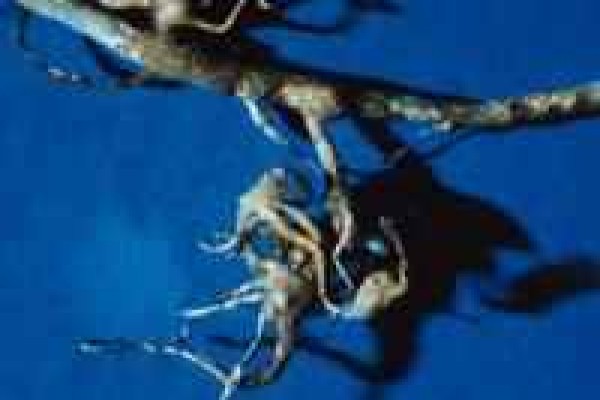 Νηματώδεις