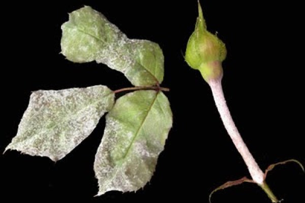 Η ασθένεια ωίδιο της Τριανταφυλλιάς