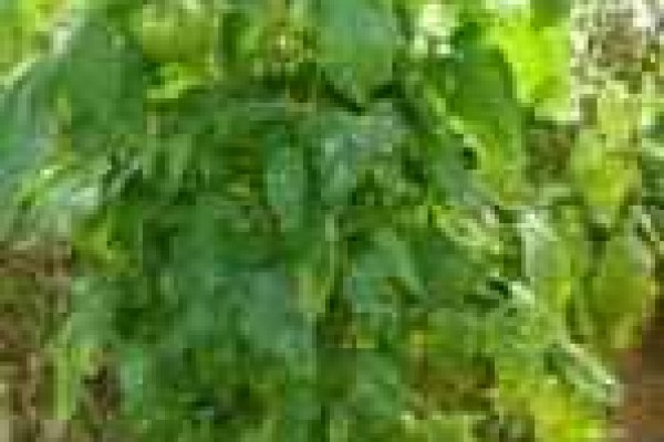 Ωΐδιο τομάτας ( Ντομάτας )