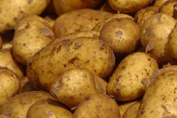 Ποιες ασθένειες προσβάλλουν την πατάτα;