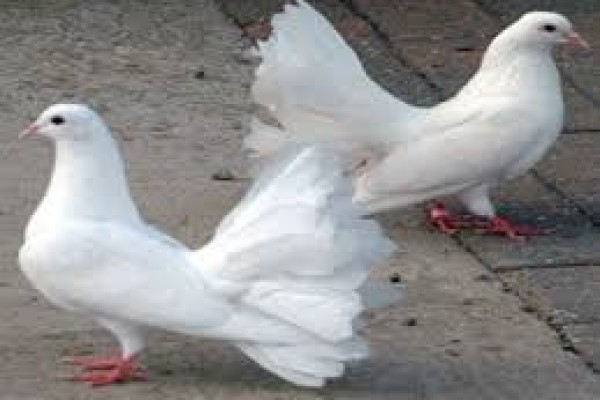 Περιστέρια: προβλήματα και λύσεις