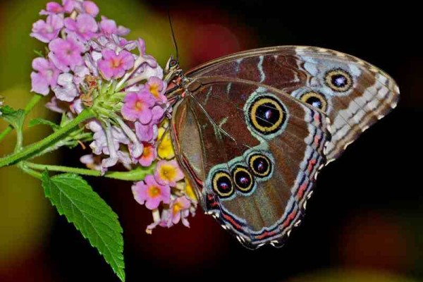 Πεταλούδες: τα ψεύτικα μεγάλα μάτια!