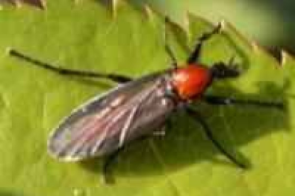 Προνύμφες Bibionidae