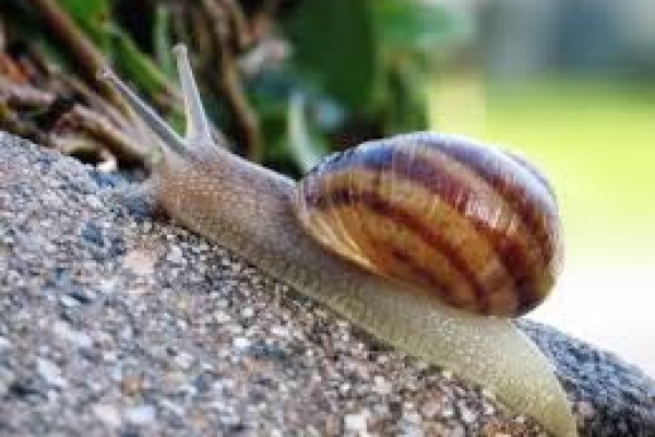 Πως θα καταπολεμήστε τα Σαλιγκάρια ....οικολογικά!