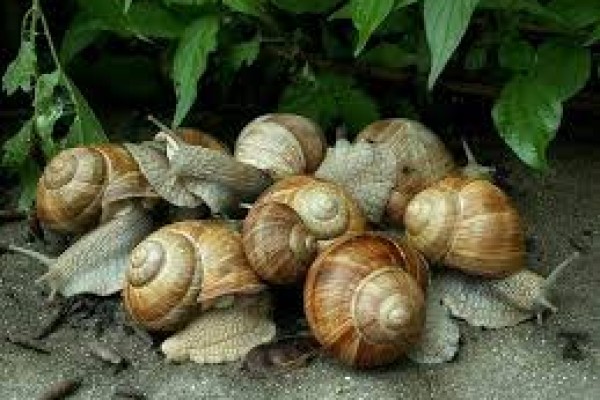 Καλλιέργεια σαλιγκαριών: εχθροί και ασθένειες