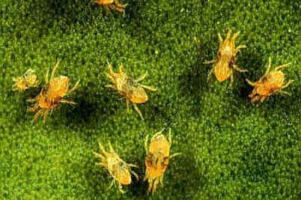 Τετράνυχος, οδηγίες για την βιολογική του καταπολέμηση