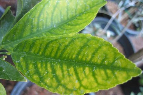 Τροφοπενία Σιδήρου: ασθένεια των φυτών