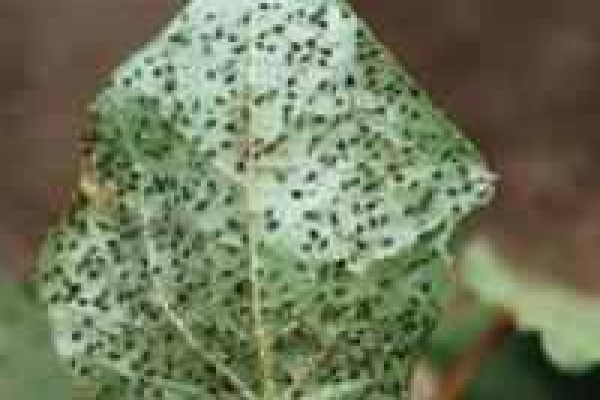 Αφίδα βαμβακιού