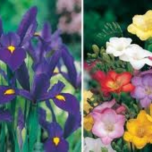 Βολβοί: πώς και πότε τους φυτεύουμε