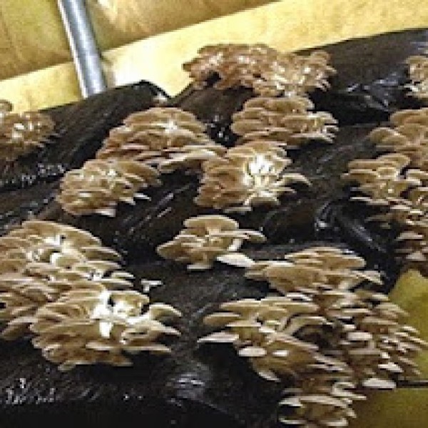 Μανιτάρια, καλλιέργεια