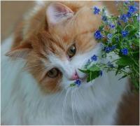 Κρατήστε τη γάτα μακριά από τα φυτά σας χωρίς επικίνδυνα φάρμακα