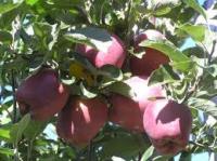 Συγκομιδή και αποθήκευση μήλων