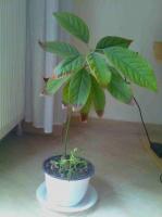 Καλλιεργείστε ένα δέντρο αβοκάντο από κουκούτσι