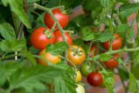 Καλλιέργεια Τομάτας: ότι θα θέλατε να γνωρίζετε