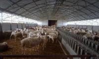 Παράταση στις προθεσμίες για άδειες κτηνοτροφικών εγκαταστάσεων