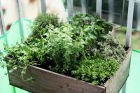 Μυρωδικά και βότανα: πότε τα φυτεύουμε