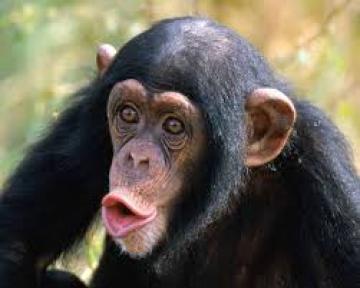 Οι χιμπατζίδες ξέρουν από ... μαγειρεμένο φαγητό!