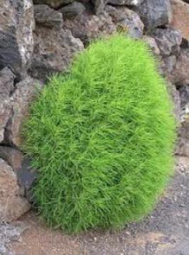 Κόχια: το φυτό που μοιάζει με ... σκούπα