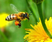 Μέλισσες: ας τις αγαπήσουμε