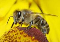 Εκπέμπουν SOS οι μέλισσες του πλανήτη