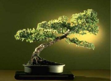 Πως να φτιάξετε ένα bonsai σε 12 βήματα