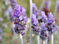 Λεβάντα: βότανο με πολλές θεραπευτικές ιδιότητες