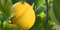 Καλλιέργεια λεμονιάς, ασθένειες και χρήσεις λεμονιού