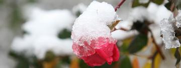 Χειμώνας: προστατέψτε τα φυτά σας