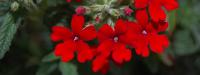 Βερμπένα, Ακουιλέγια, Άλυσσο, Ρεναγκούλα, τέσσερα πανέμορφα ανοιξιάτικα λουλούδια