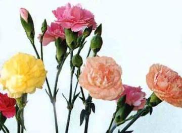 Γαρίφαλα:τα λουλούδια για τη Γιορτή της Μητέρας