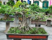 Μπορείτε να φτιάξετε ένα bonsai για το μπαλκόνι σας