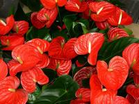 Ανθούριο ή Φλαμίγκο ένα εντυπωσιακό φυτό εσωτερικού χώρου.