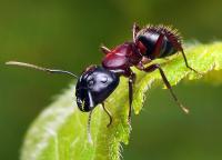 Προστασία από τα μυρμήγκια