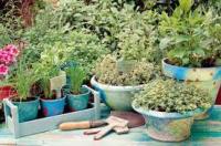 Τα κύρια αρωματικά φυτά: καλλιέργεια και χρήση τους στη μαγειρική