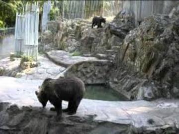 Από το Ζωολογικό Κήπο Θεσσαλονίκης, απομάκρυνση των λύκων και των αρκούδων
