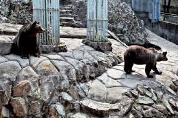 Αρκούδες και λύκοι φεύγουν από το Ζωολογικό Κήπο Θεσσαλονίκης
